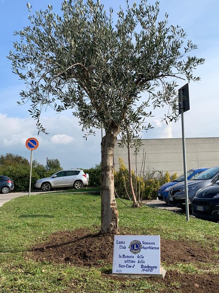 Mondragone- Un albero di olivo in memoria delle vittime del Covid