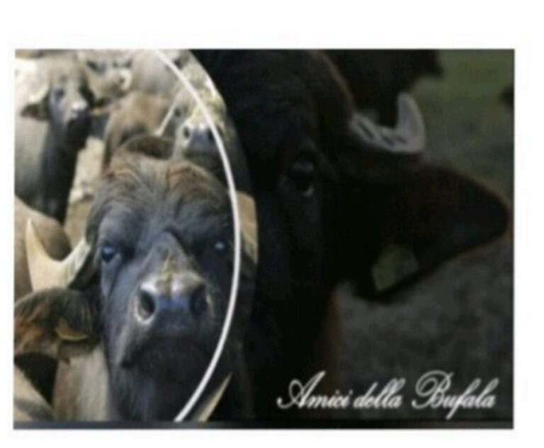 Amici della Bufala invita i sindaci del casertano ad istituire un tavolo tecnico