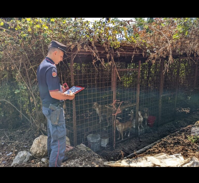 ROCCAROMANA (CE): I CARABINIERI FORESTALI DELLA STAZIONE DI PIETRAMELARA INTERVENGONO PER SALVAGUARDARE NR. 8 ESEMPLARI DI CANI DAI COMPORTAMENTI COLPOSI DI INCURIA DEL PROPRIETARIO
